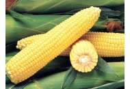 Джубили F1 - кукуруза сахарная, 100 000 семян, Syngenta (Сингента), Голландия фото, цена